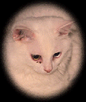 A cat named Ghost
